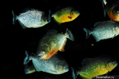 Piranhas in Korea