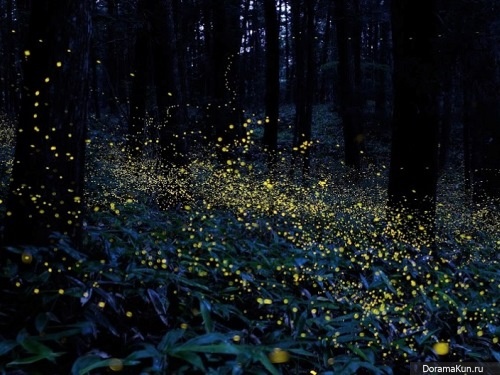 Japanese fireflies