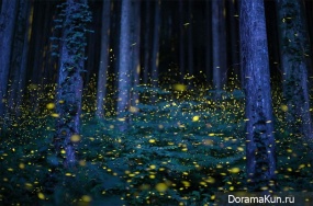 Japanese fireflies