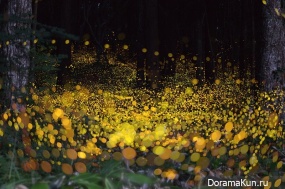 Japanese fireflies