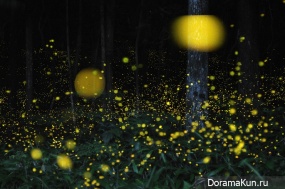 Japanese fireflies