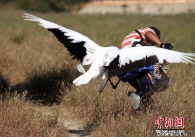 Japanese crane and paparazzi