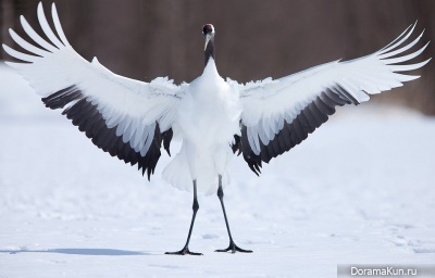 Japanese crane