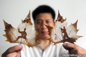 the leaves of sycamore