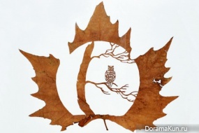 the leaves of sycamore