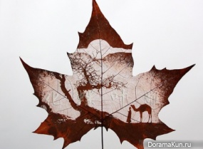 the leaves of sycamore