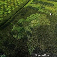 rice field