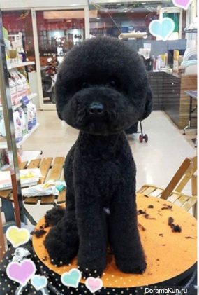 Geometric Dog Haircuts