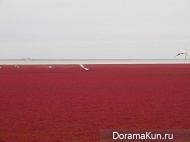 Китай. Красный пляж Паньцзинь