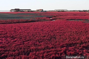 Китай. Красный пляж Паньцзинь