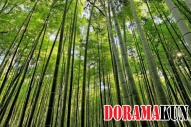 Япония. Бамбуковые рощи.