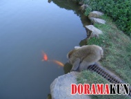 Япония. Парк Обезьян Иватаяма.
