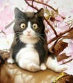 jeannet