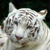 Sonu
