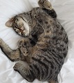 lieve